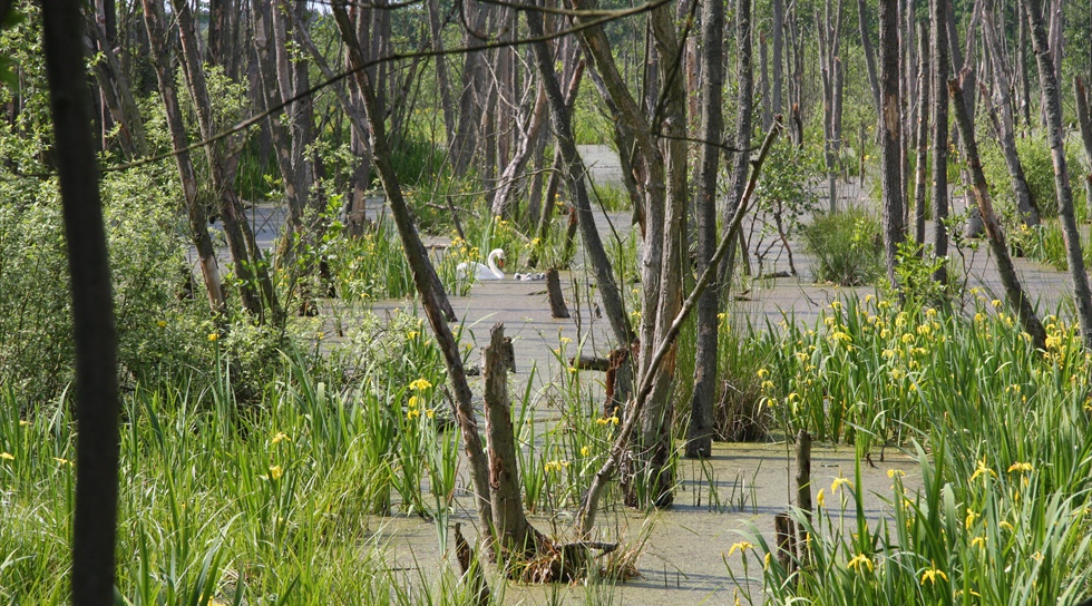 ... die Natur entdecken