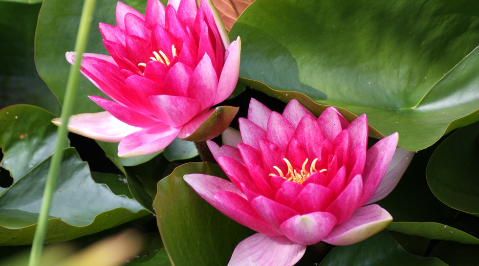 Seerosen mit prachtvollen rosa Blüten