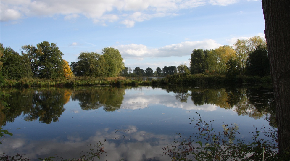 ... lauschen Sie dem  Gesang der Schwäne, Kraniche und Vögel 