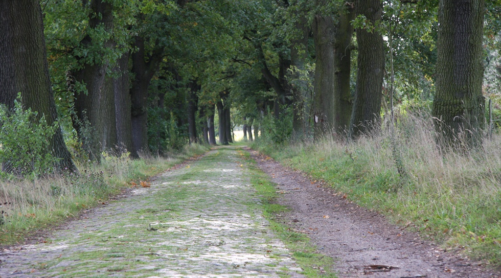 Große alte Bäume, mit ausladenden Kronen, die sich über der Straße wie ein Dach schließen.